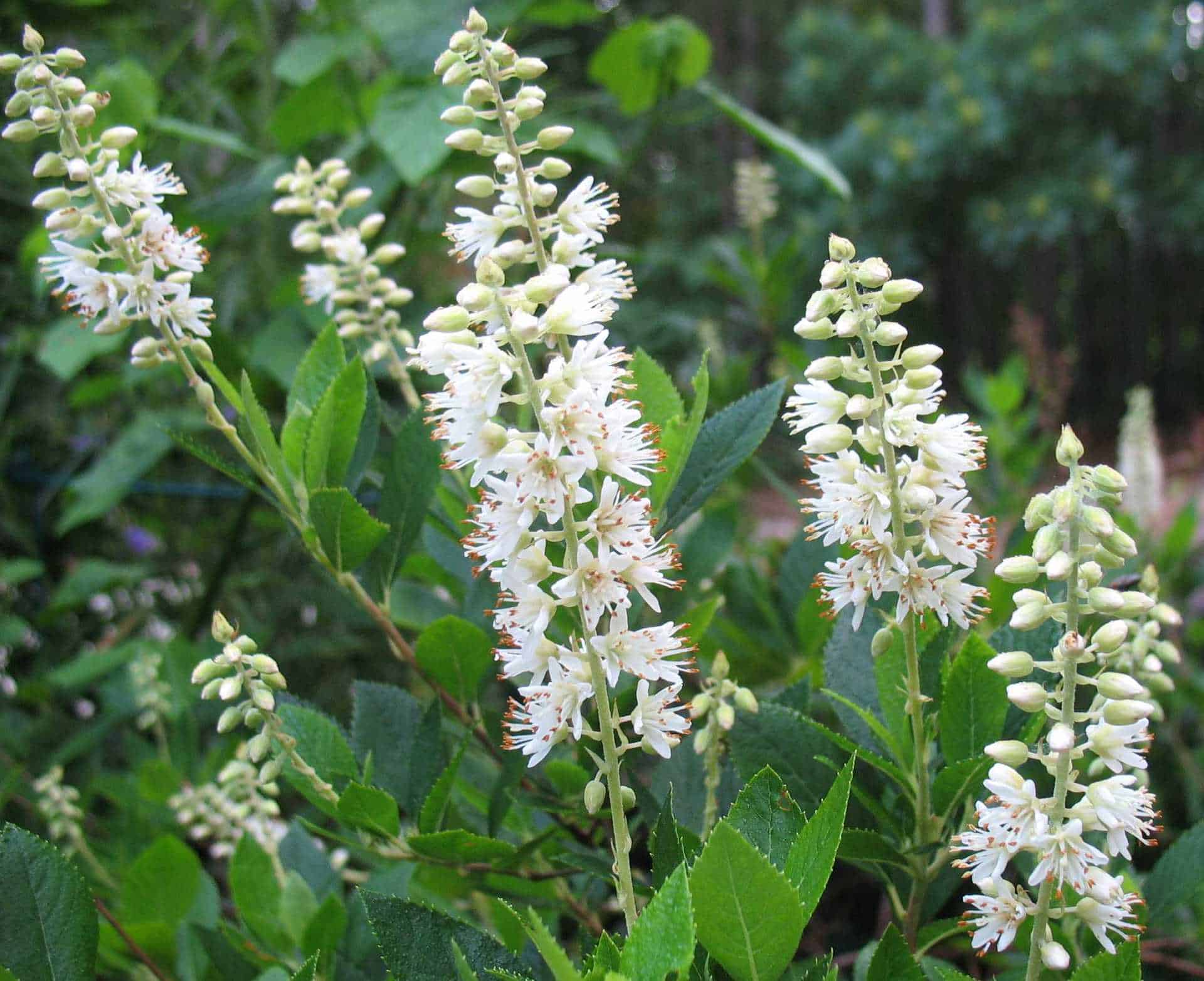 Clethra alnifolia 'Hummingbird'